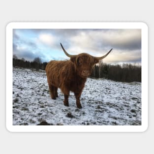 Scottish Highland Cattle Cow 2154 Sticker